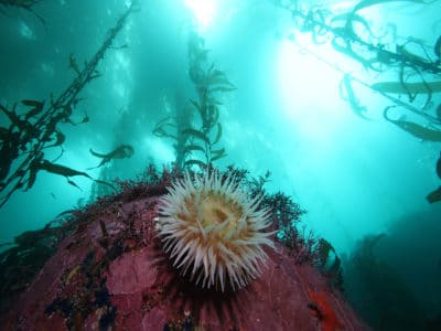 underwater coral